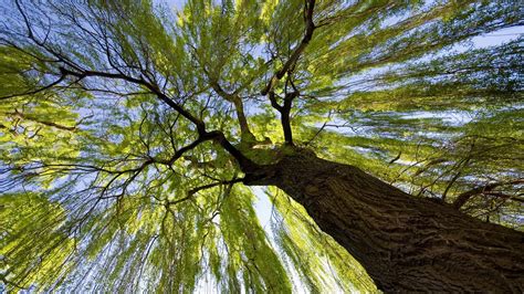 trees, Worms eye view HD Wallpapers / Desktop and Mobile Images & Photos