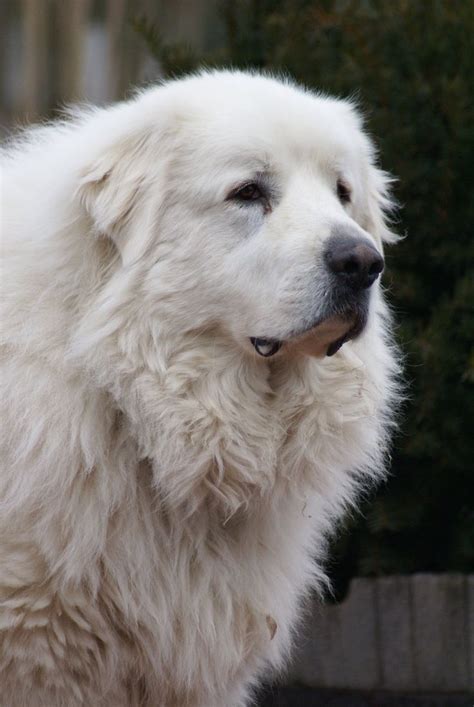 459 best Great Pyrenees images on Pinterest | Mountain dogs, Pyrenees ...