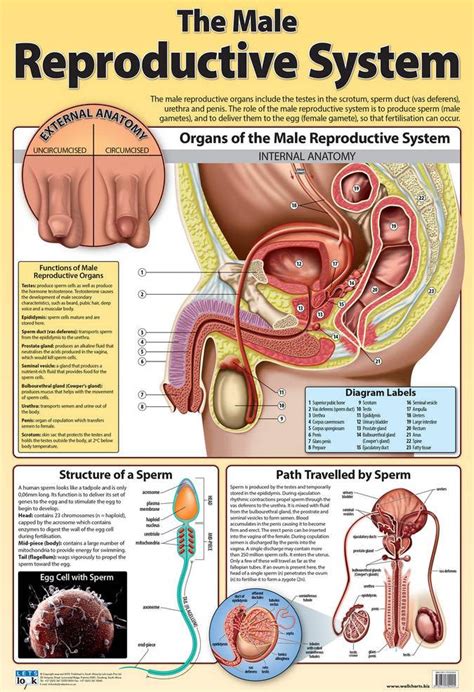 The Male Reproductive System Wall Chart (Human Body Chart) Both Side Hard Laminated (Size 48 X ...