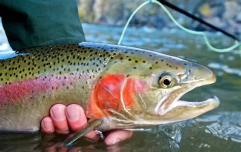 What Does Steelhead Trout Taste Like? Exploring the Flavor