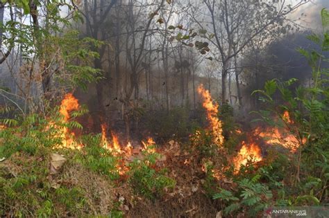 Kebakaran hutan dan lahan di Kalteng kian meluas - ANTARA News ...