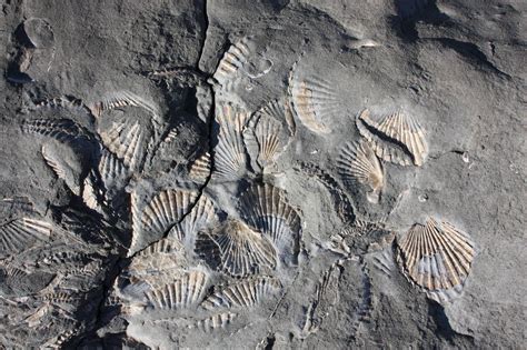 Beginners guide to fossil hunting - The Great Outdoors Stack Exchange