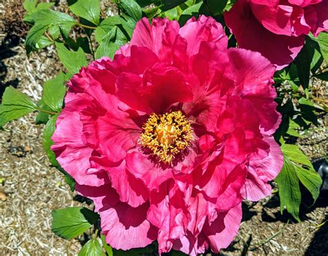 The Blooming Tree Peonies at My Farm - The Martha Stewart Blog