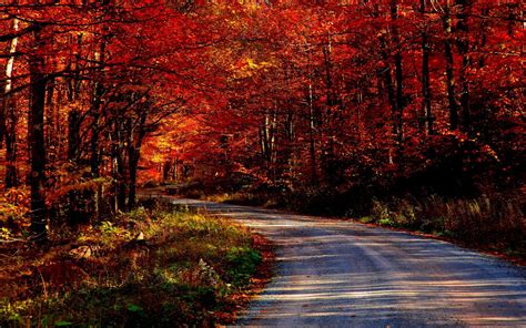 Paisajes Árboles Bosque Caminos HD | Arboles bosques | Bosques wallpapers, Paisajes y Imágenes ...