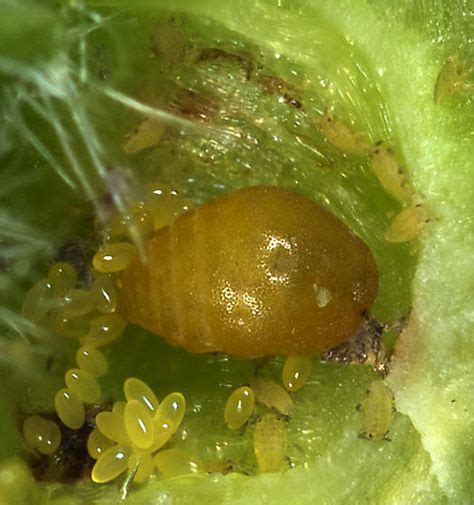 Grape phylloxera, female | Insect species, Fruit, Lime