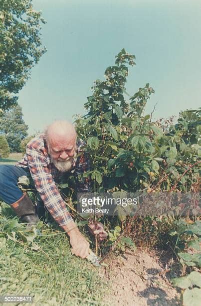 Raspberry Canes Photos and Premium High Res Pictures - Getty Images