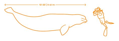 Beluga Whale Dimensions & Drawings | Dimensions.Guide