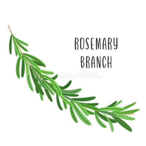 Rosemary Sprig Stock Illustrations – 1,106 Rosemary Sprig Stock Illustrations, Vectors & Clipart ...