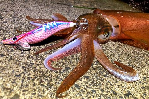 Squid - How to catch them - The Fishing Website