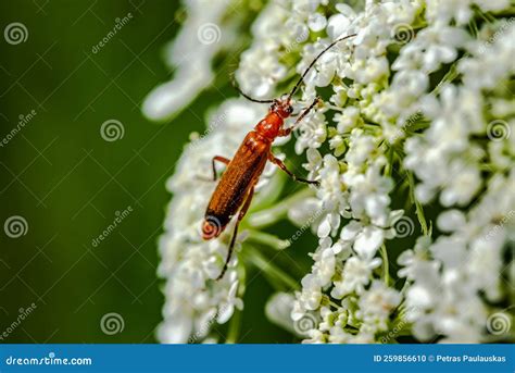 The wild carrot flower stock photo. Image of carota - 259856610