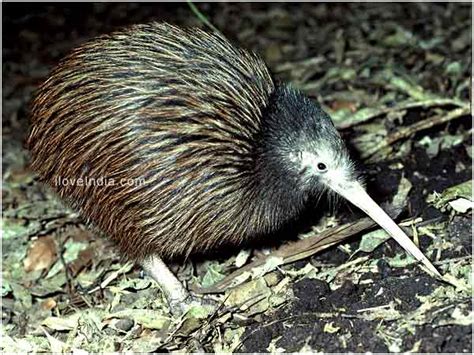 Facts About Kiwi - Interesting & Amazing Information On Kiwi Bird