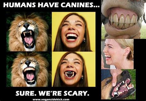 Canine Teeth, herbivore omnivore comparison