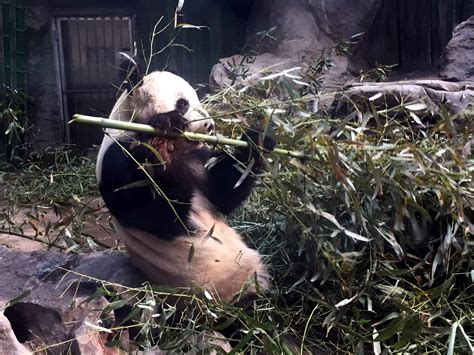 Pandas at the Beijing Zoo - Travelgal Nicole