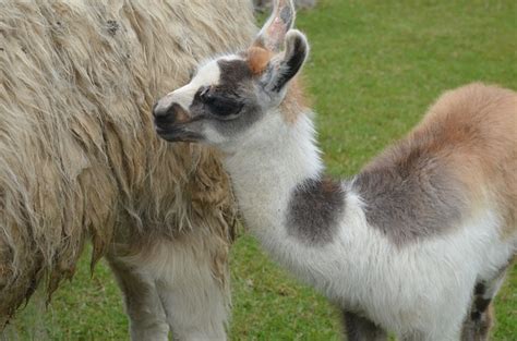 Cute Baby Llama Photos, Videos, and Facts - Animal Hype