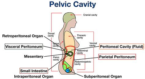 41 ventral body cavity diagram - Wiring Diagram Source