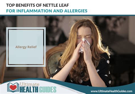 Top Benefits Of Nettle Leaf For Inflammation And Allergies - Ultimate ...