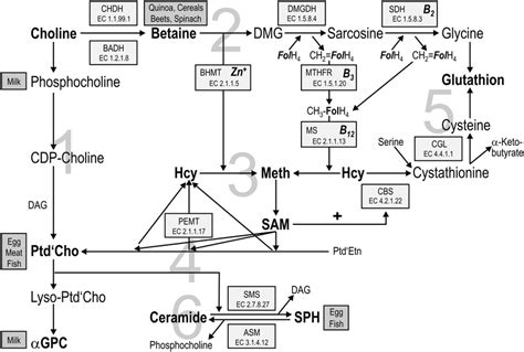 Metabolism of Choline with Special Regard to Cystic Fibrosis. Figure ...