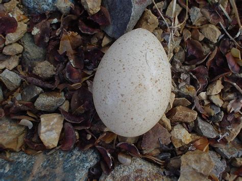 Blue grouse egg | Flickr - Photo Sharing!