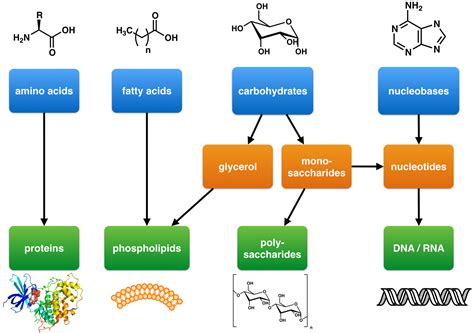 Diagram Of Monomer Car