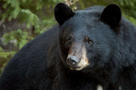 Discover the Deadliest Animals in Colorado