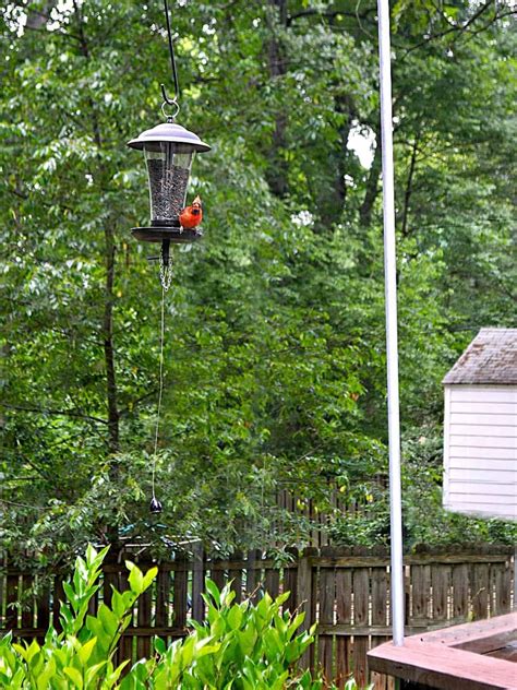 Update on a DIY Squirrel-Proof Bird Feeder Pole · Chatfield Court