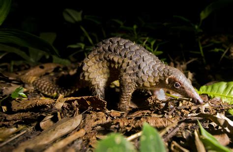 Sunda Pangolin Conservation in Cambodia | Pangolin Crisis Fund