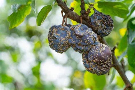 Plum Tree Diseases - What to Watch for and How to Protect Your Plum Tree - Minneopa Orchards