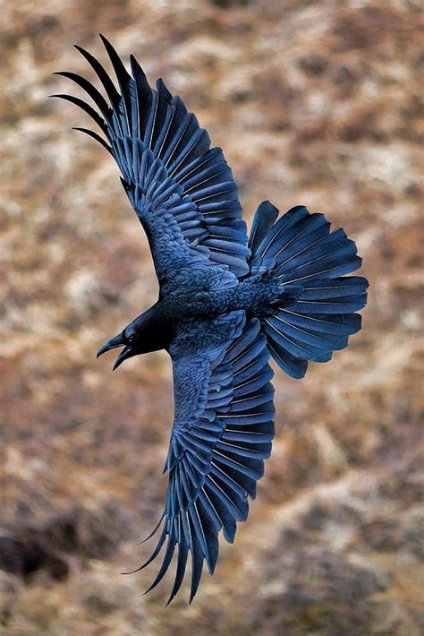 Raven Wings, Raven Bird, Crow Bird, Bird Wings, Crow Or Raven, Feather ...