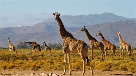 Cape Town Safari – 2 Days (Guesthouse) – African Travel Desk