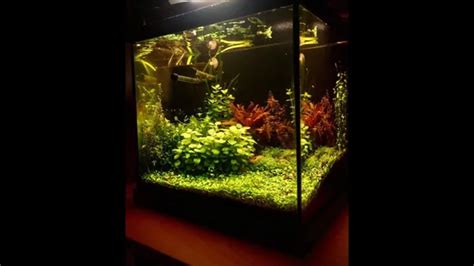 How to Make a Plant Only Aquarium: Step-by-Step Guide for a Thriving ...