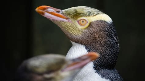 Shy penguin species wins New Zealand's Bird Of The Year after contest ...