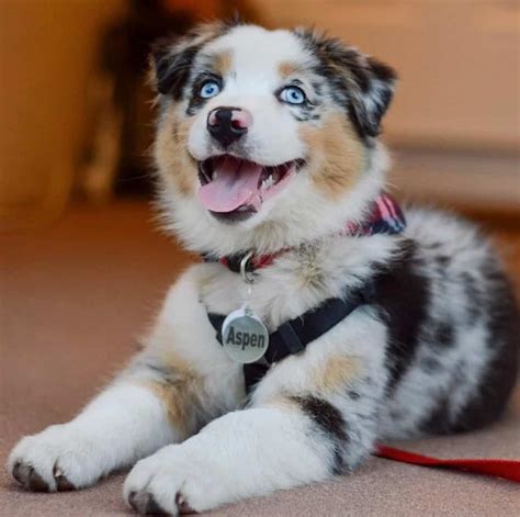 Blue Heeler Australian Shepard mix | Blue heeler dogs, Aussie puppies, Australian shepherd blue ...