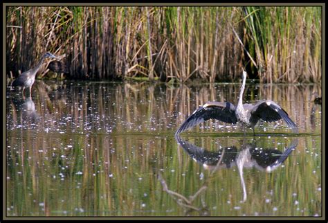 Marshland Birds (10 pics): Pentax SLR Talk Forum: Digital Photography Review