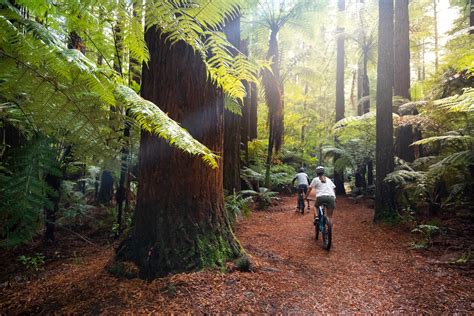 History Of Redwood Trees | Redwoods Treewalk®