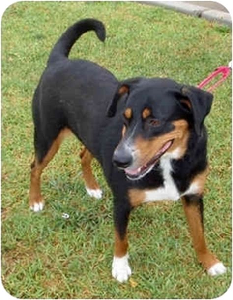 Jackie | Adopted Dog | 364 | Houston, TX | Entlebucher/Labrador ...