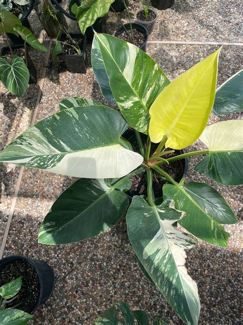 XXL Variegated Philodendron Green Congo | Etsy