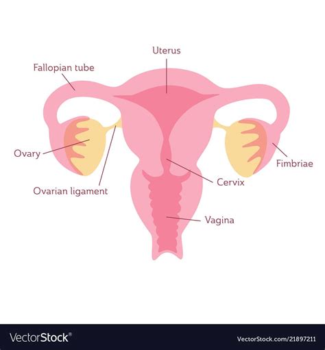 Vector isolated illustration of female reproductive system anatomy ...