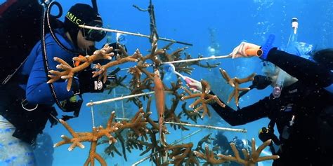 Coral Reef Restoration in Florida Works to Keep Pace With Loss ...