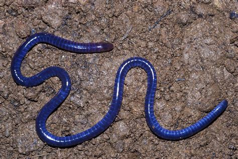 Beetle Boy's BioBlog: Species of the Week: Caecilians