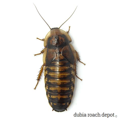 Breeding Female Dubia Roaches - Dubia Roach Depot