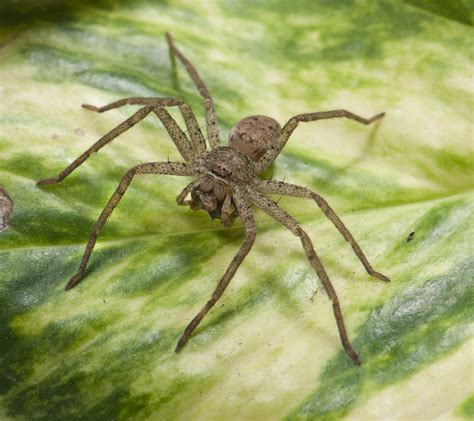 The Surprising Cause of Most 'Spider Bites' | Live Science