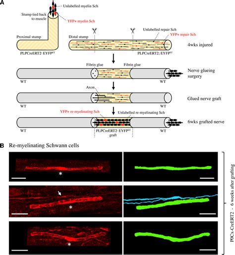 Remyelinating Schwann cells derive from repair cells. A, Outline of... | Download Scientific Diagram