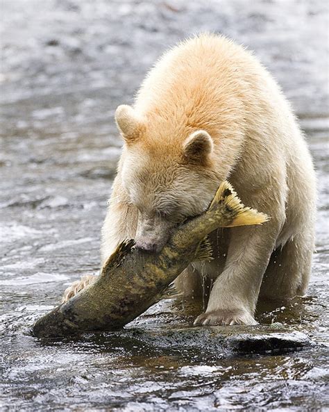 Spirit Bear: The Return of An Elusive Icon - The National Wildlife Federation Blog