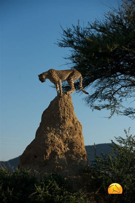 Termite mounds: another kind of built environment – microBEnet: the microbiology of the Built ...