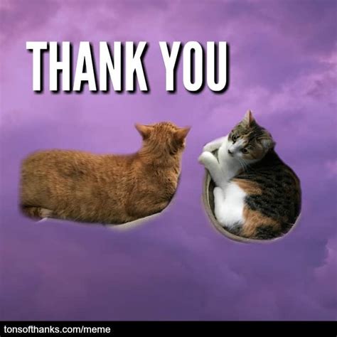 51 Nice Thank You Memes With Cats