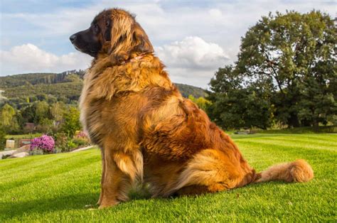 Detailed Leonberger Growth Chart For All Dog Lovers