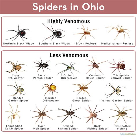 Ohio Spider Identification Chart