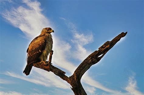 Steppe Eagle Photograph by William Gibson - Pixels