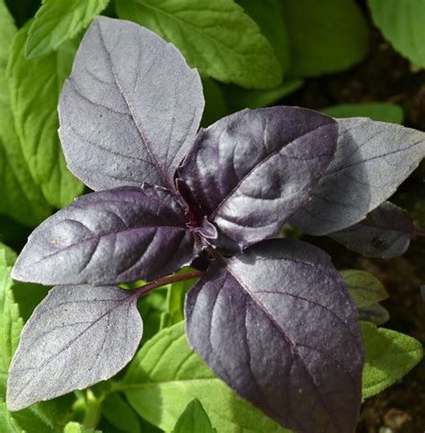 Ocimum basilicum purpurescens 'Purple Basil' | Buy Herb Seeds