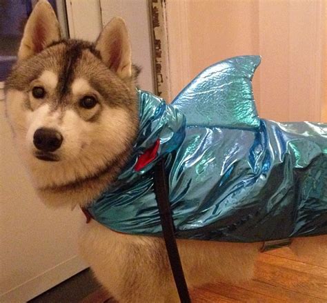 15 Funny Husky Halloween Costumes | The Dogman